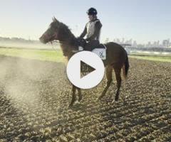 Toronado x Fulfilling Colt