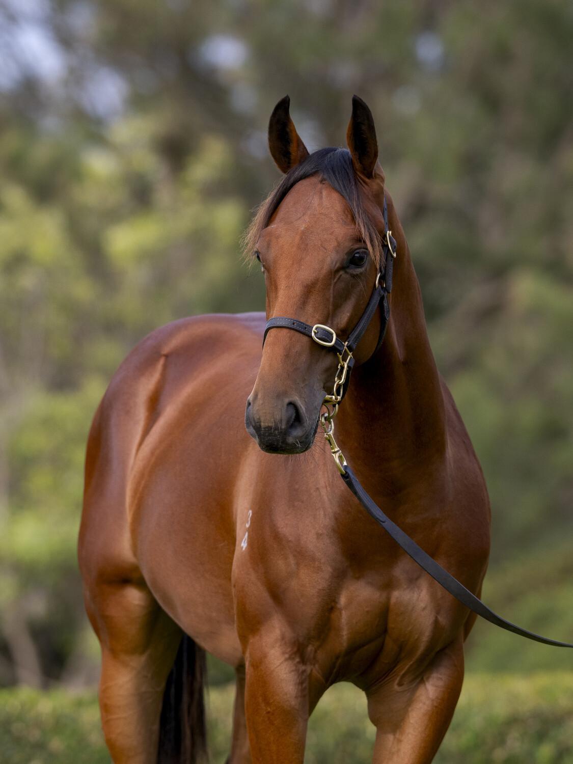 Bivouac/Humma Mumma '24