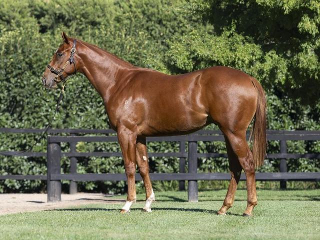 Hanseatic x Fiery Dancer