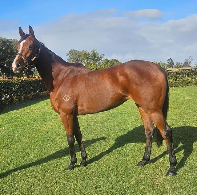 GEEMES - Tried Horse (75% sold)