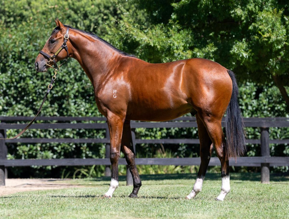 horse-image