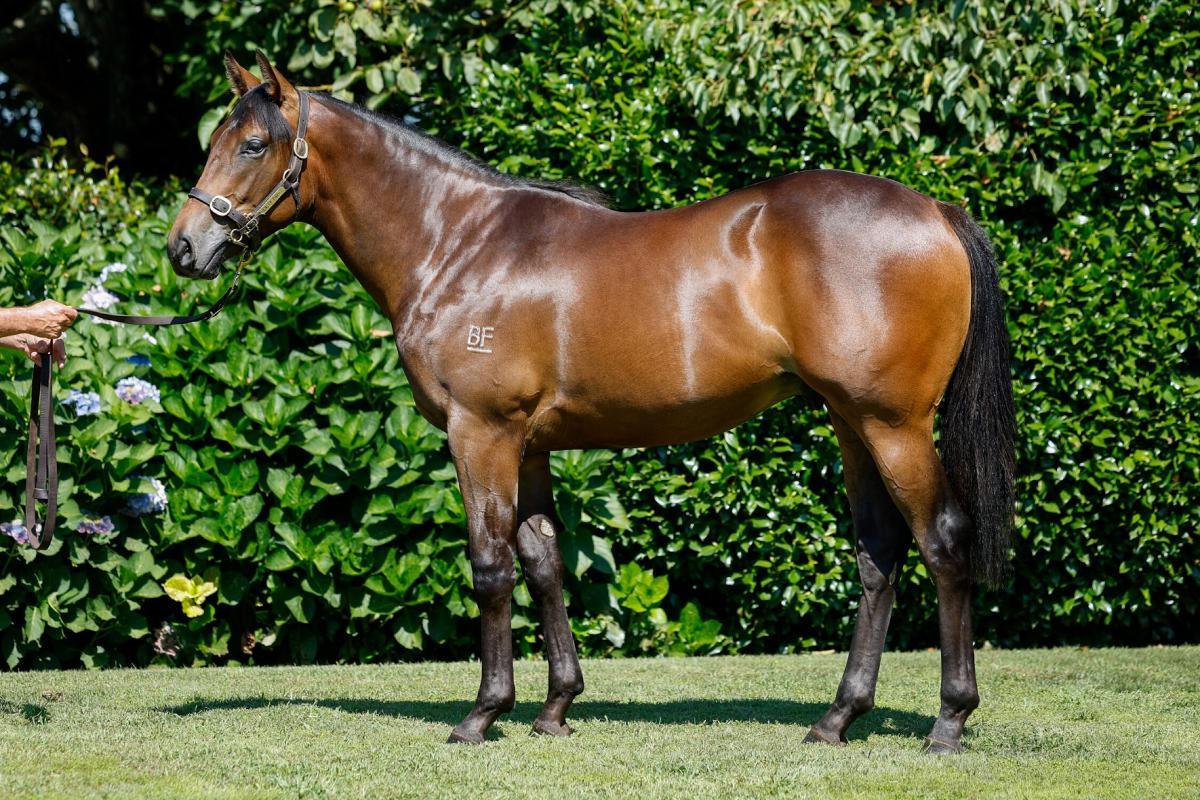 Proisir x Hasstobemagic colt