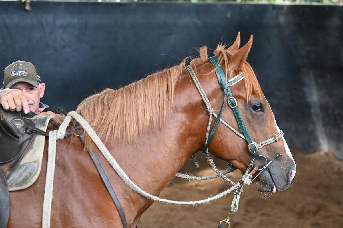 Frankel x Global Brand (USA) colt