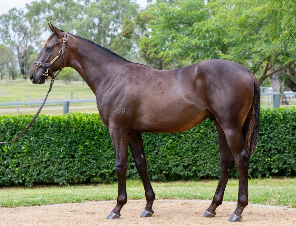 horse-image