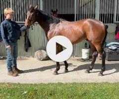 Supido x Dinkum Diamond