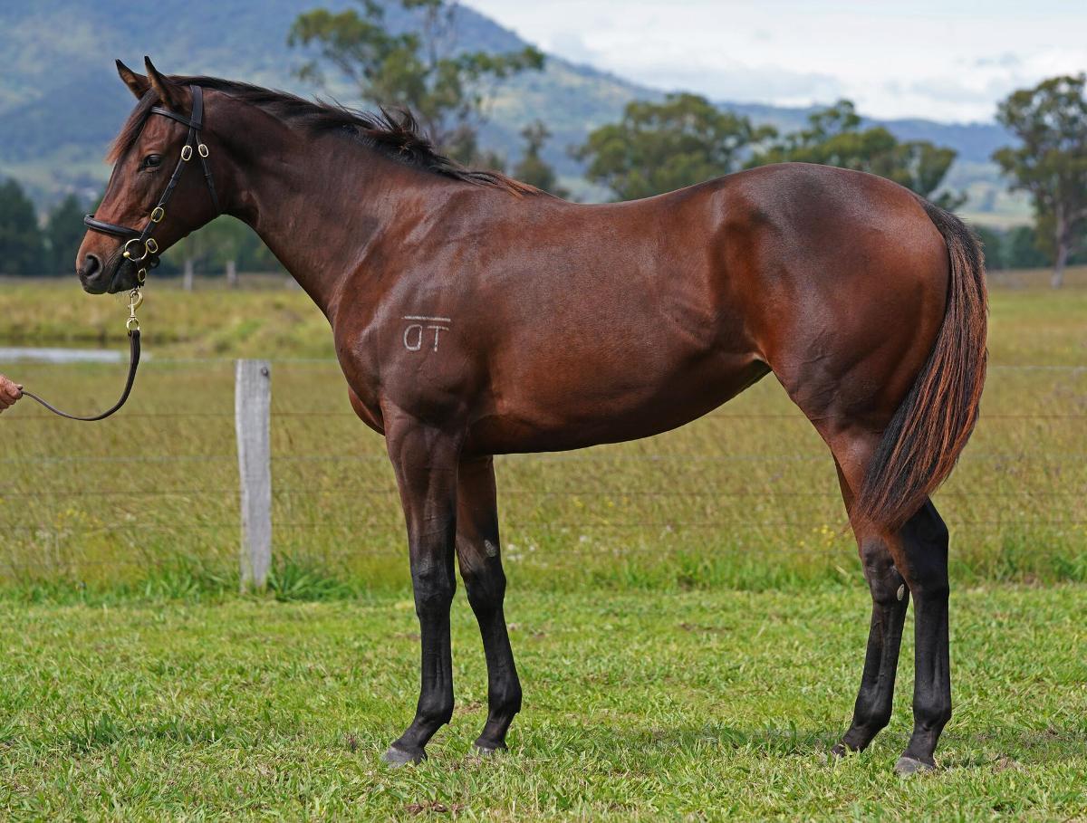 horse-image