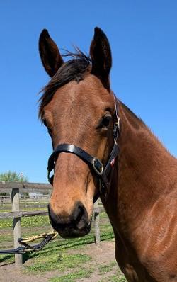 Pride of Dubai x Cherief's Choice '24