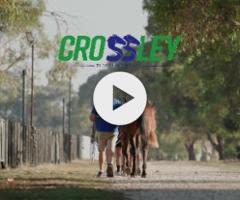 Pinatubo x Arctic Angel '24