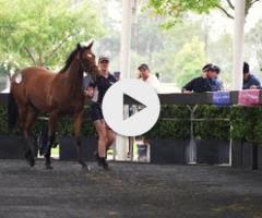 Hellbent x Rock Dove