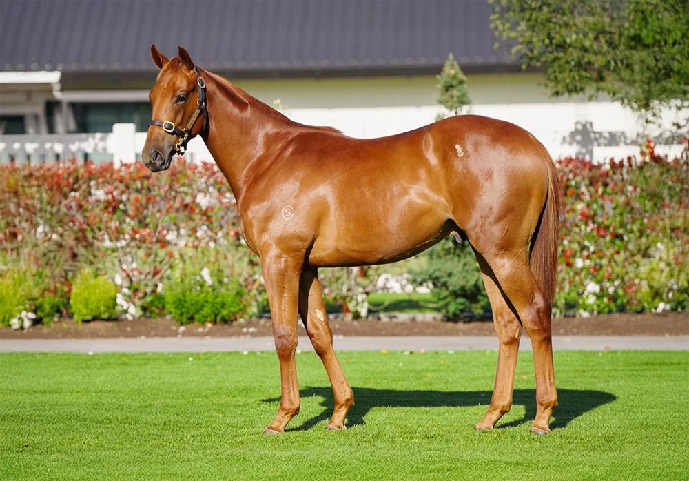 horse-image