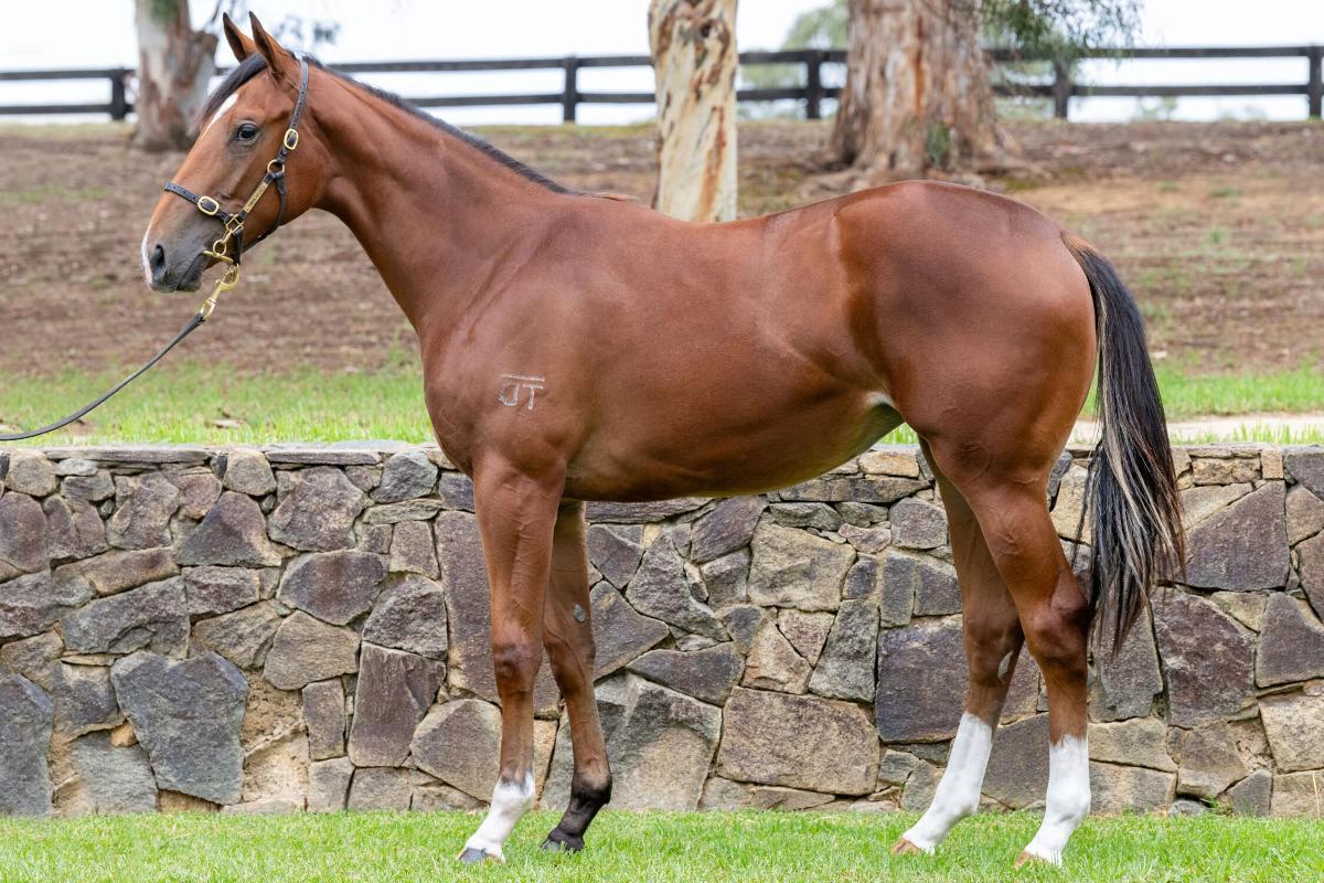 horse-image