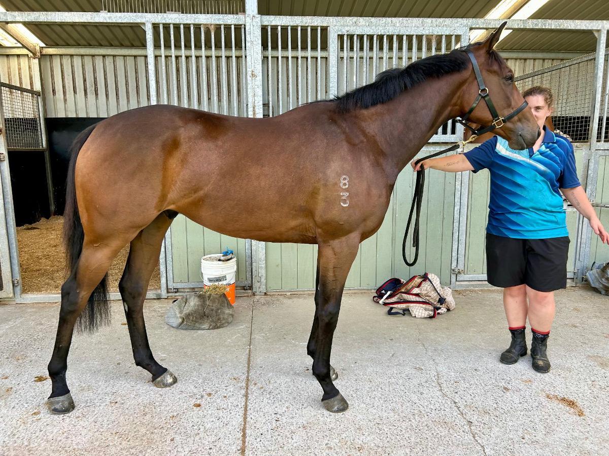 Harry Angel x Kings Brook