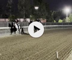 Castelvecchio x Roseito Colt