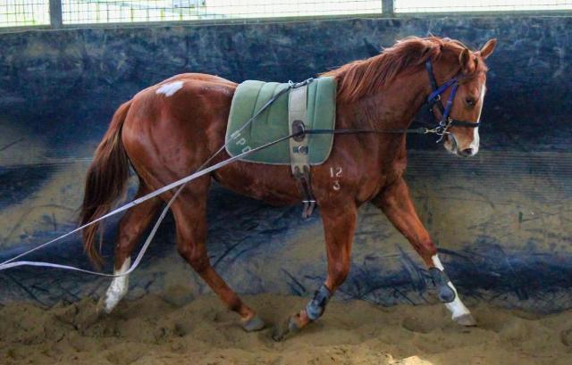 Street Boss x Ariege ‘23 Filly