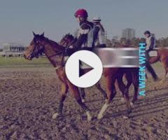 Stay Inside x Deroche Colt