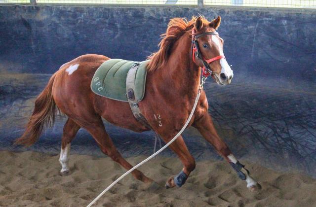 Street Boss x Ariege ‘23 Filly