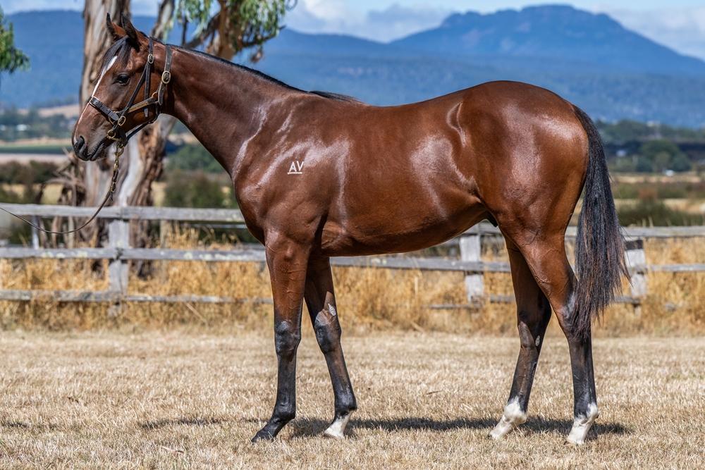 2024 Rubick x Lita Colt