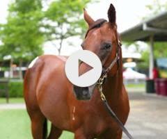 Zousain x Nadeem Lass - 50% remaining