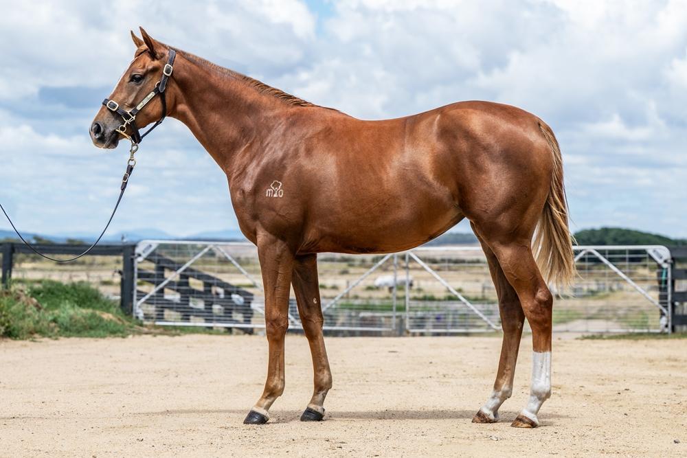 Gold Standard x Banca Star Filly