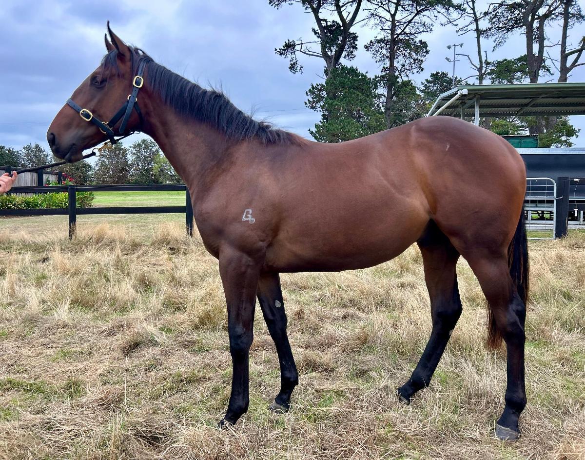 Wild Ruler x Tarabai