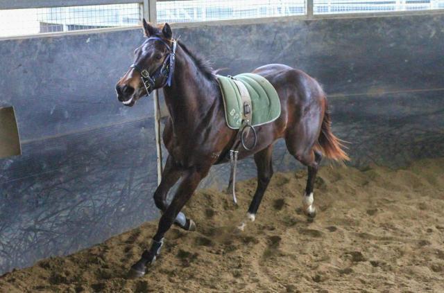 North Pacific x Wolfsburg Filly ‘23