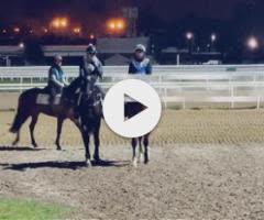 Castelvecchio x Roseito Colt