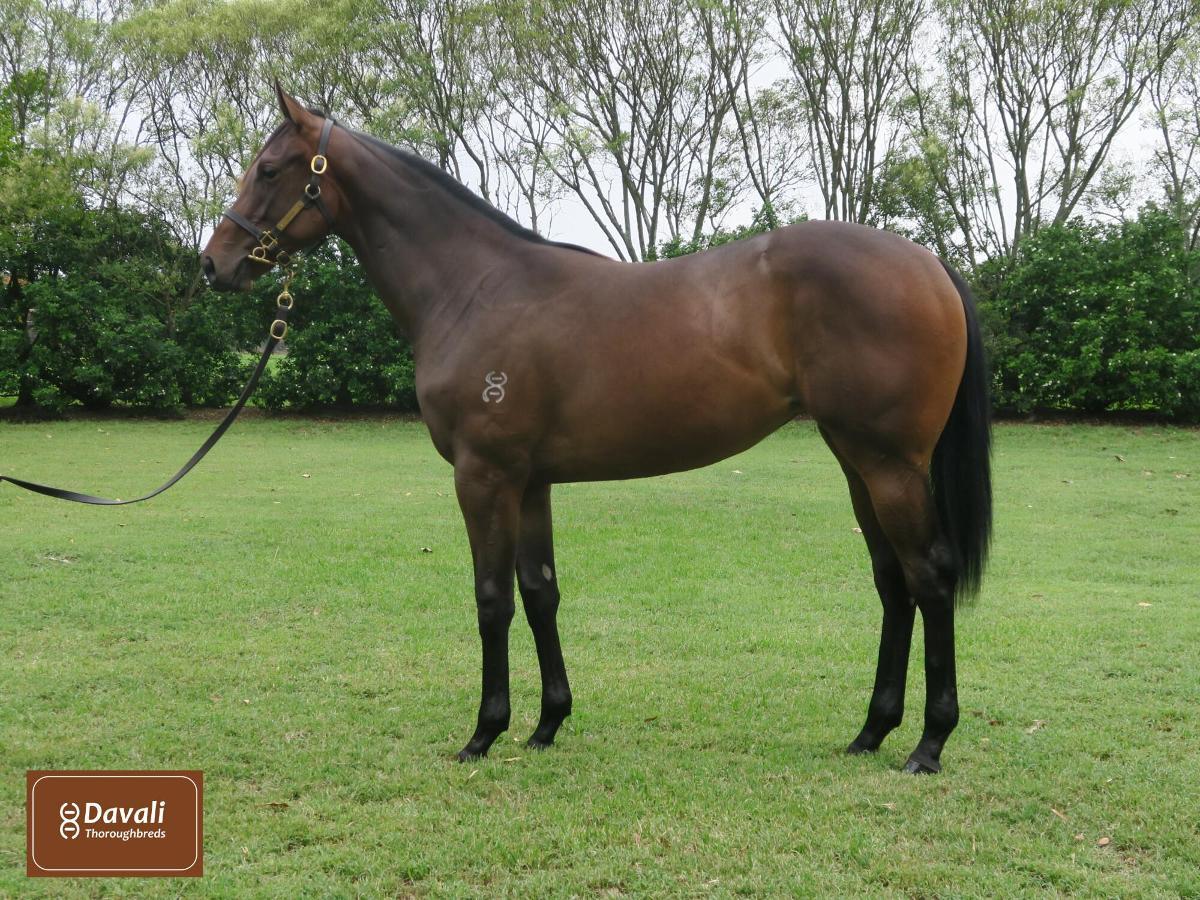 horse-image
