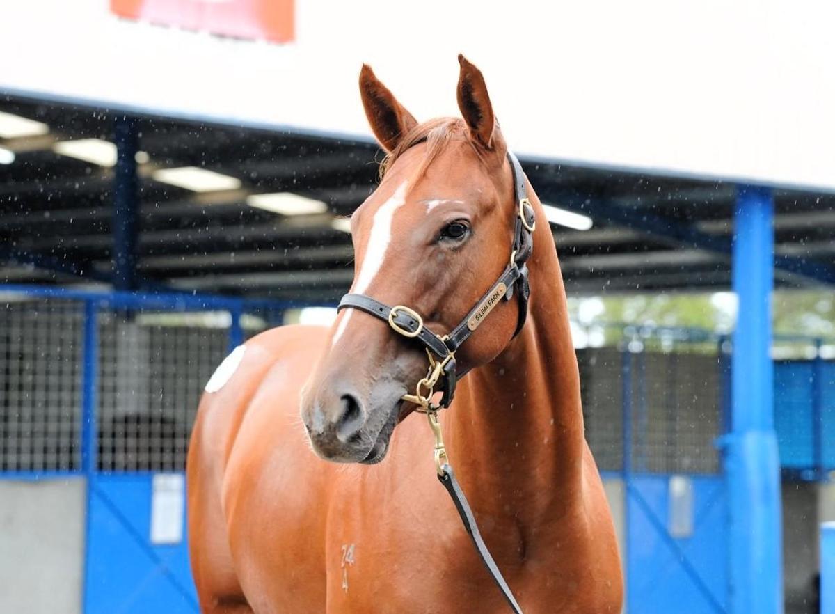 Toronado x Star Of Night