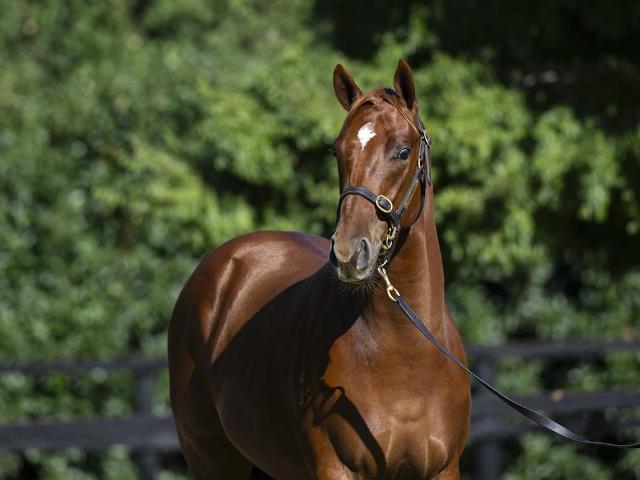 Hanseatic x Fiery Dancer