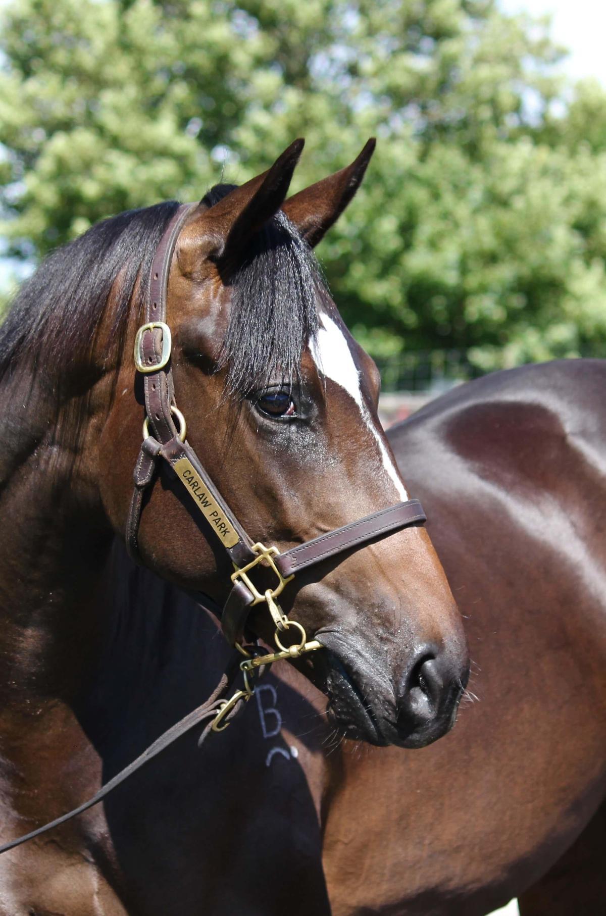 So You Think x Flaming colt