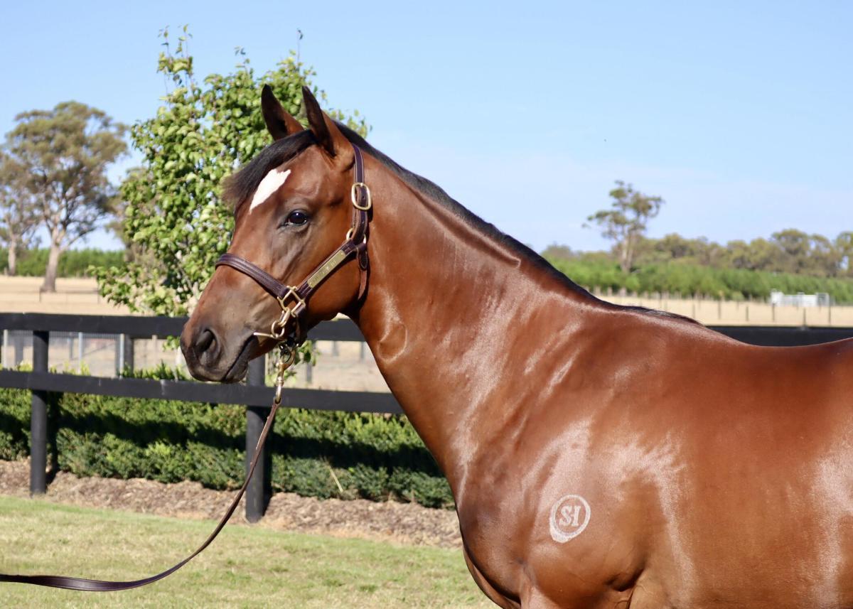 Toronado x Fulfilling Colt