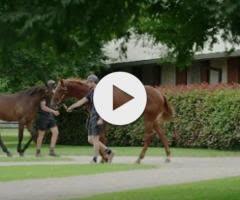 Zoustar/Sword Of Light '24