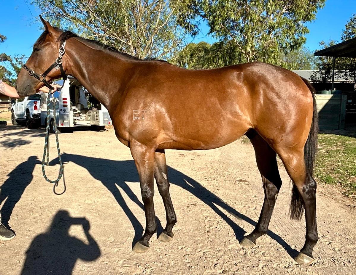 Harry Angel x Kings Brook