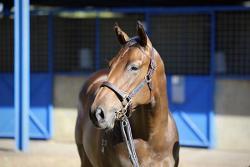 Pinatubo x Sing A Rainbow