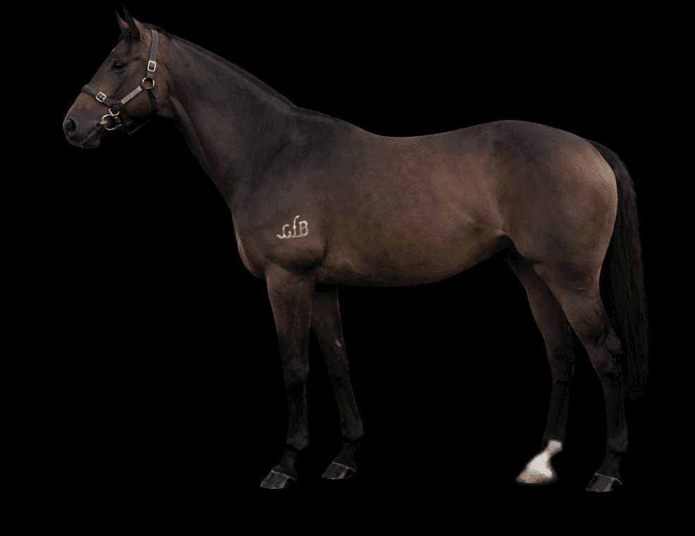 horse-image