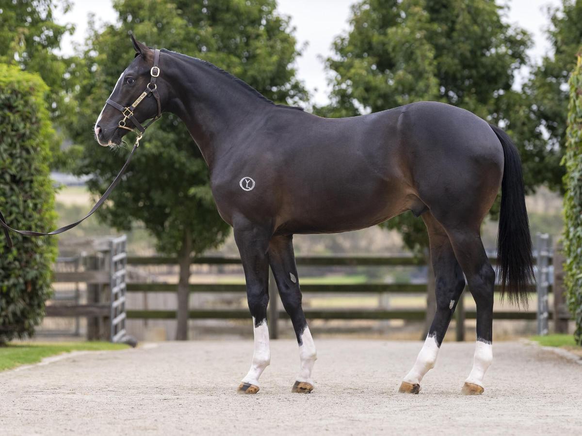horse-image