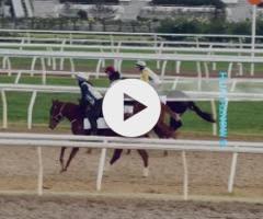 Royal Meeting x Lincolns Sunset Filly