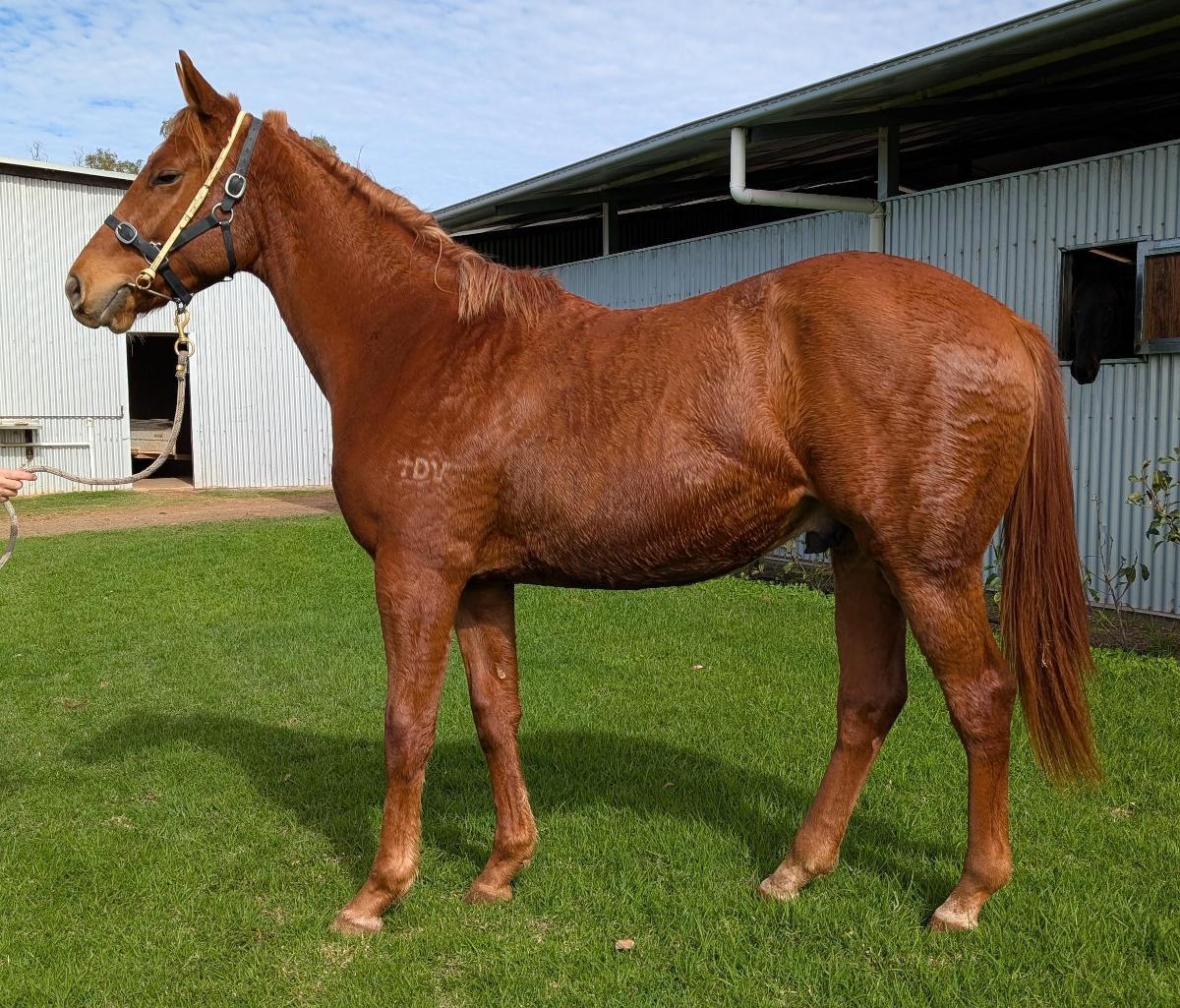 Pinatubo x Of The Day Colt