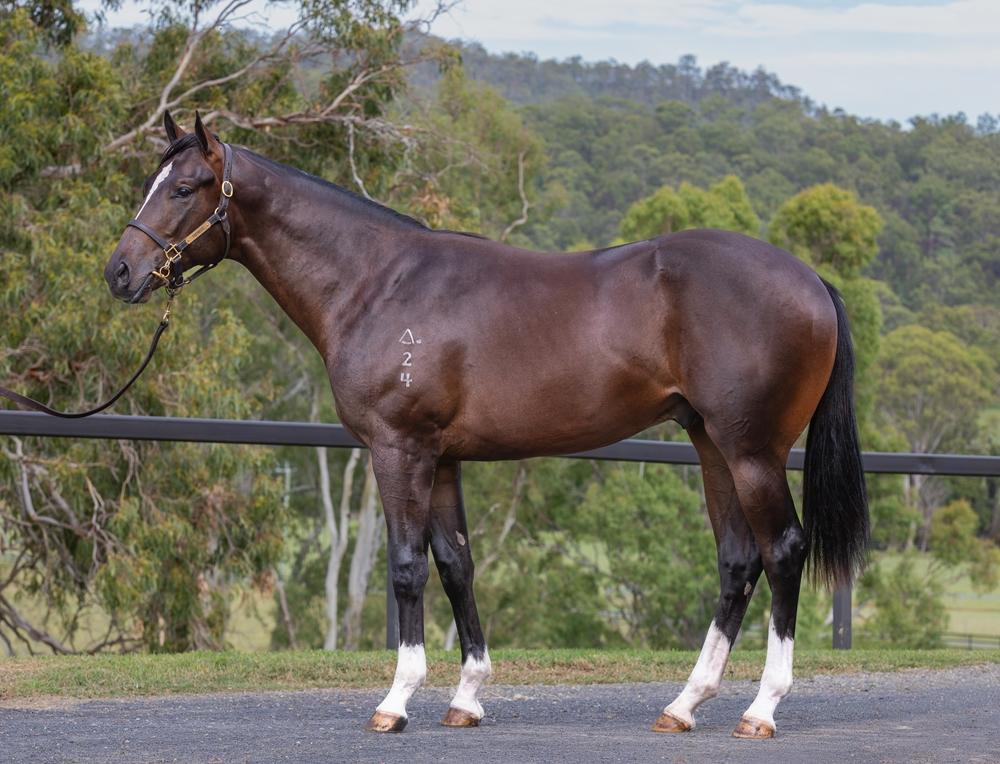 horse-image