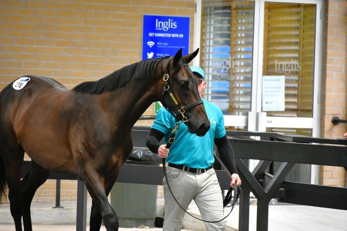 I Am Invincible x Prospect Park