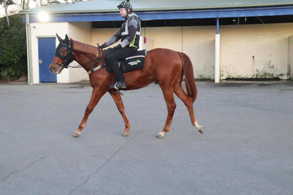 Pinatubo x Of The Day Colt