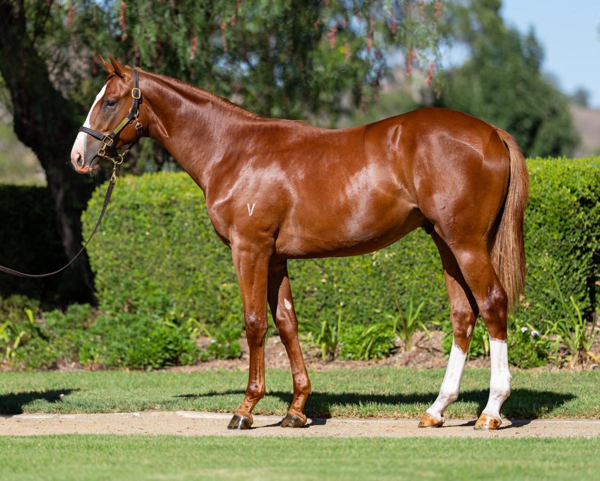 horse-image