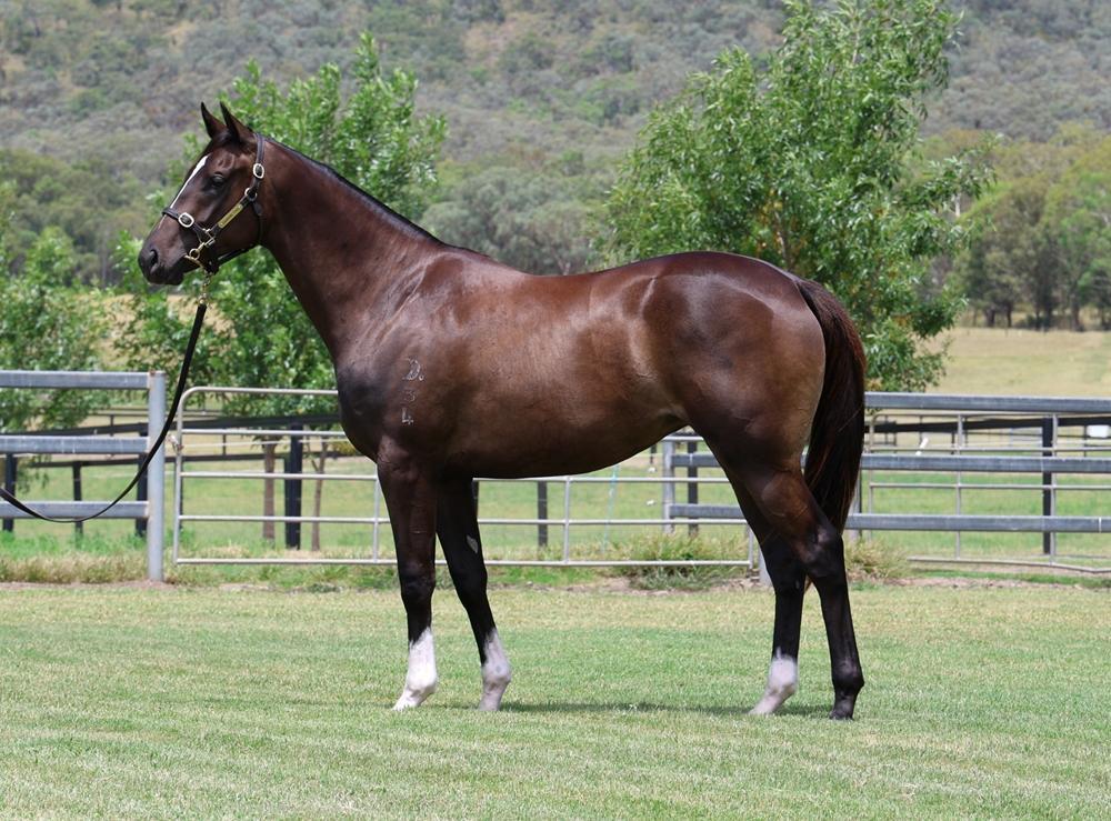 horse-image