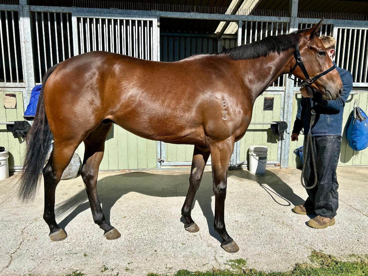 Harry Angel x Kings Brook