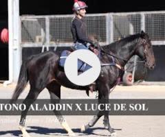 Satono Aladdin x Luce Del Sole