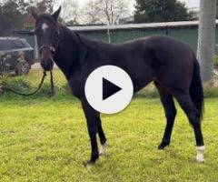 Shamus Award x A Pinch of Salt