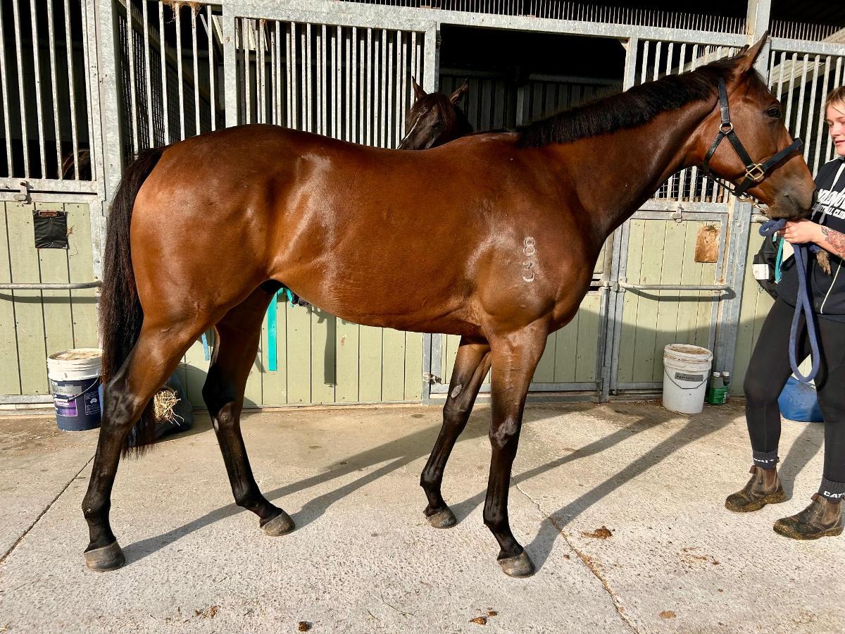 Harry Angel x Kings Brook