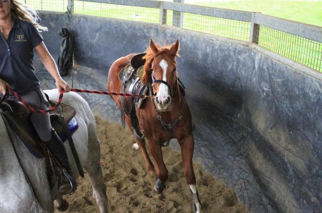 Street Boss x Ariege ‘23 Filly