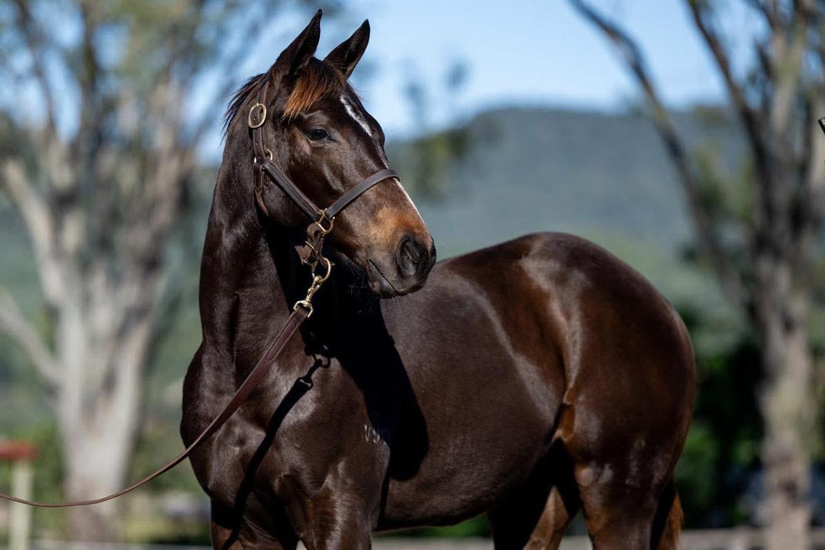 horse-image