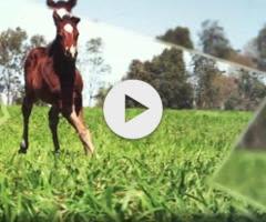 Stay Inside x Alnaseem